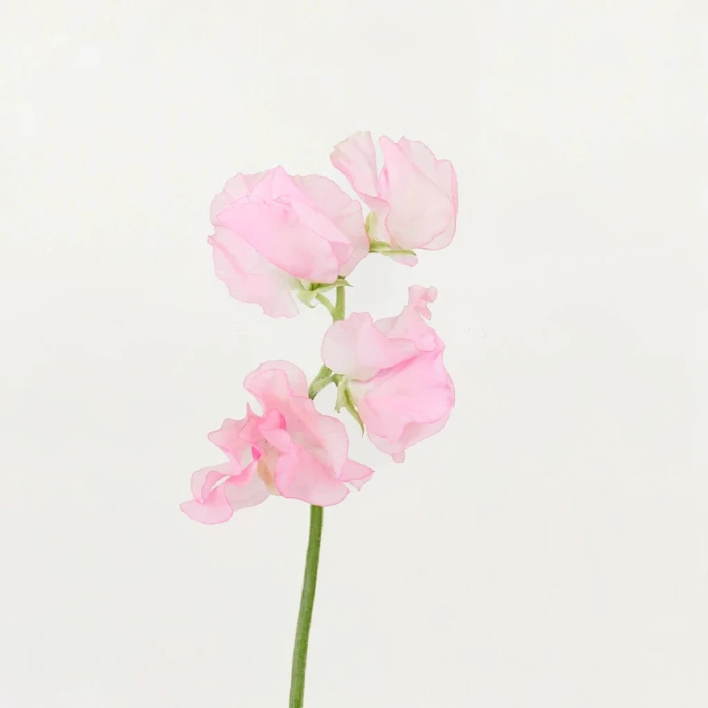 Pink Sweet Peas - main