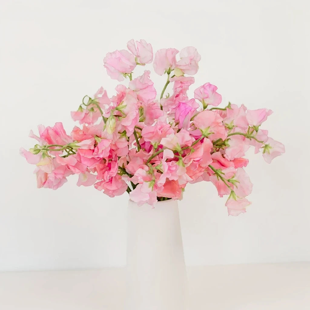 Pink Sweet Peas - alternative 1