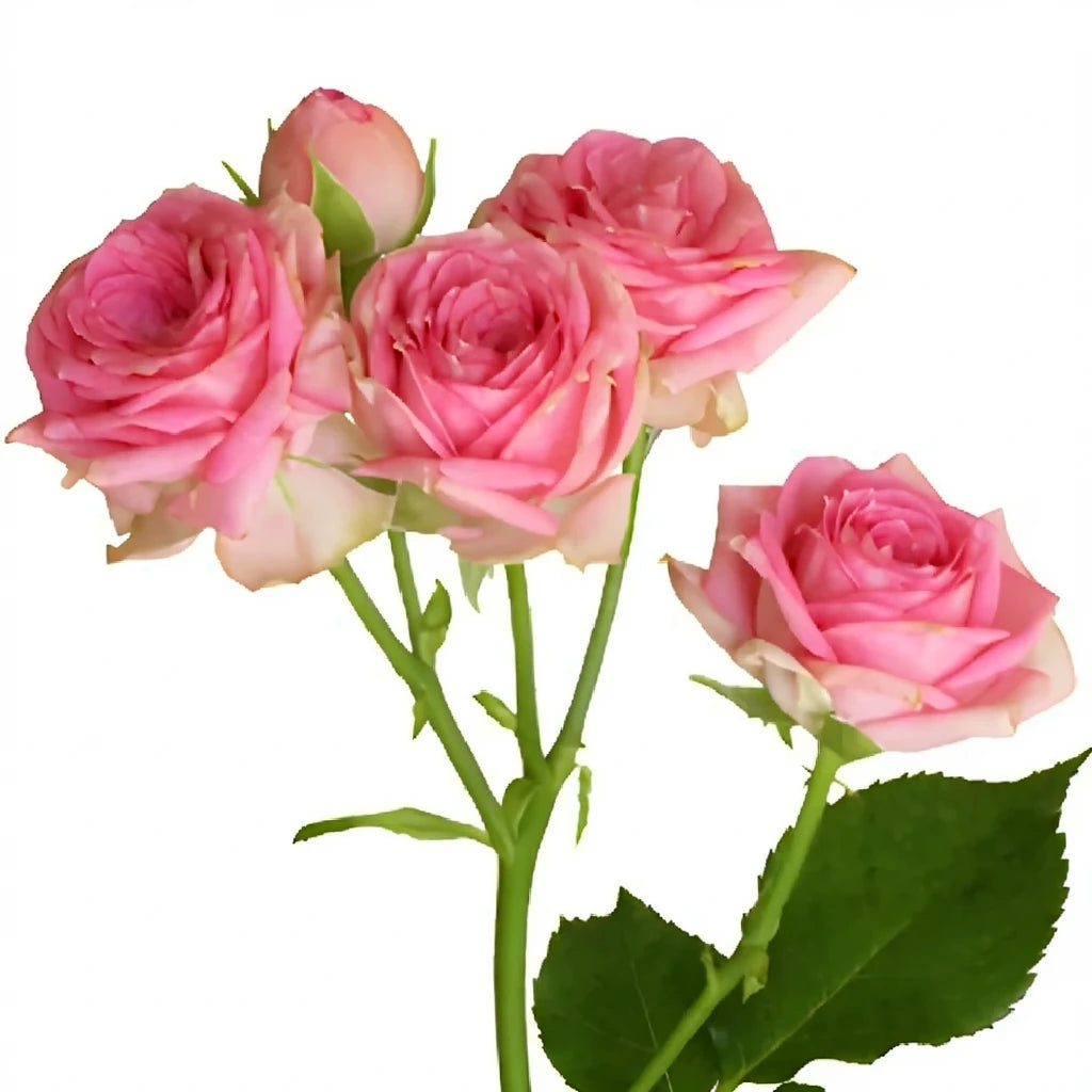 Sweet Sensation Roses Spray - alternative 1