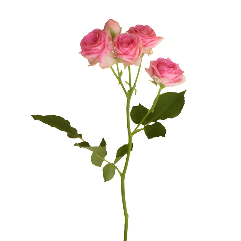 Sweet Sensation Roses Spray - main