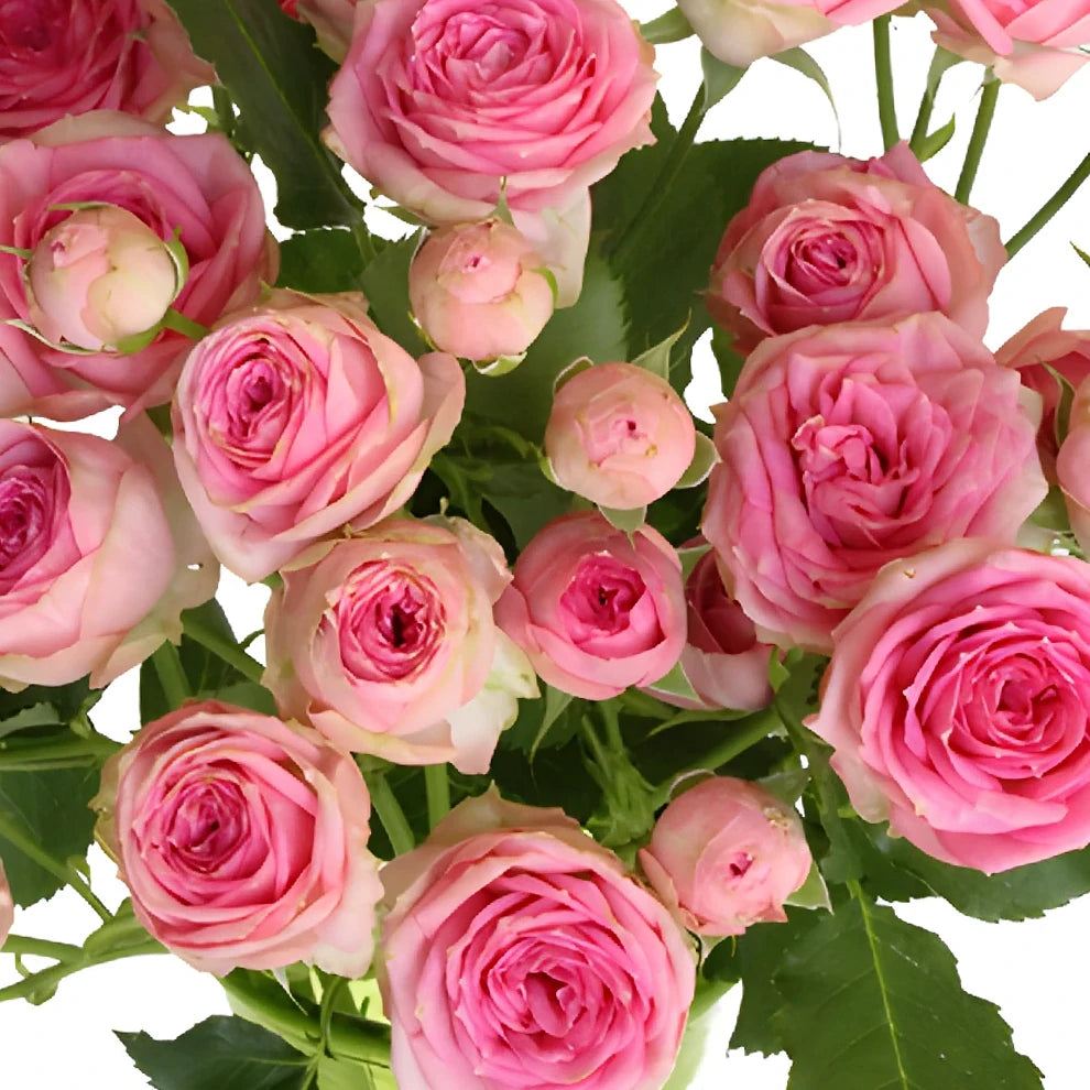 Sweet Sensation Roses Spray - alternative 3