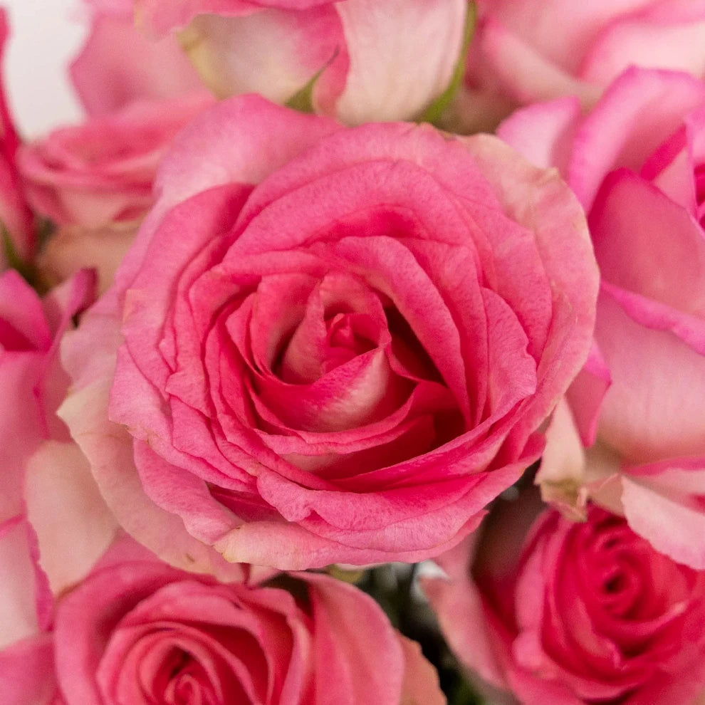 Pink Sweet Unique Roses Standard - alternative 2