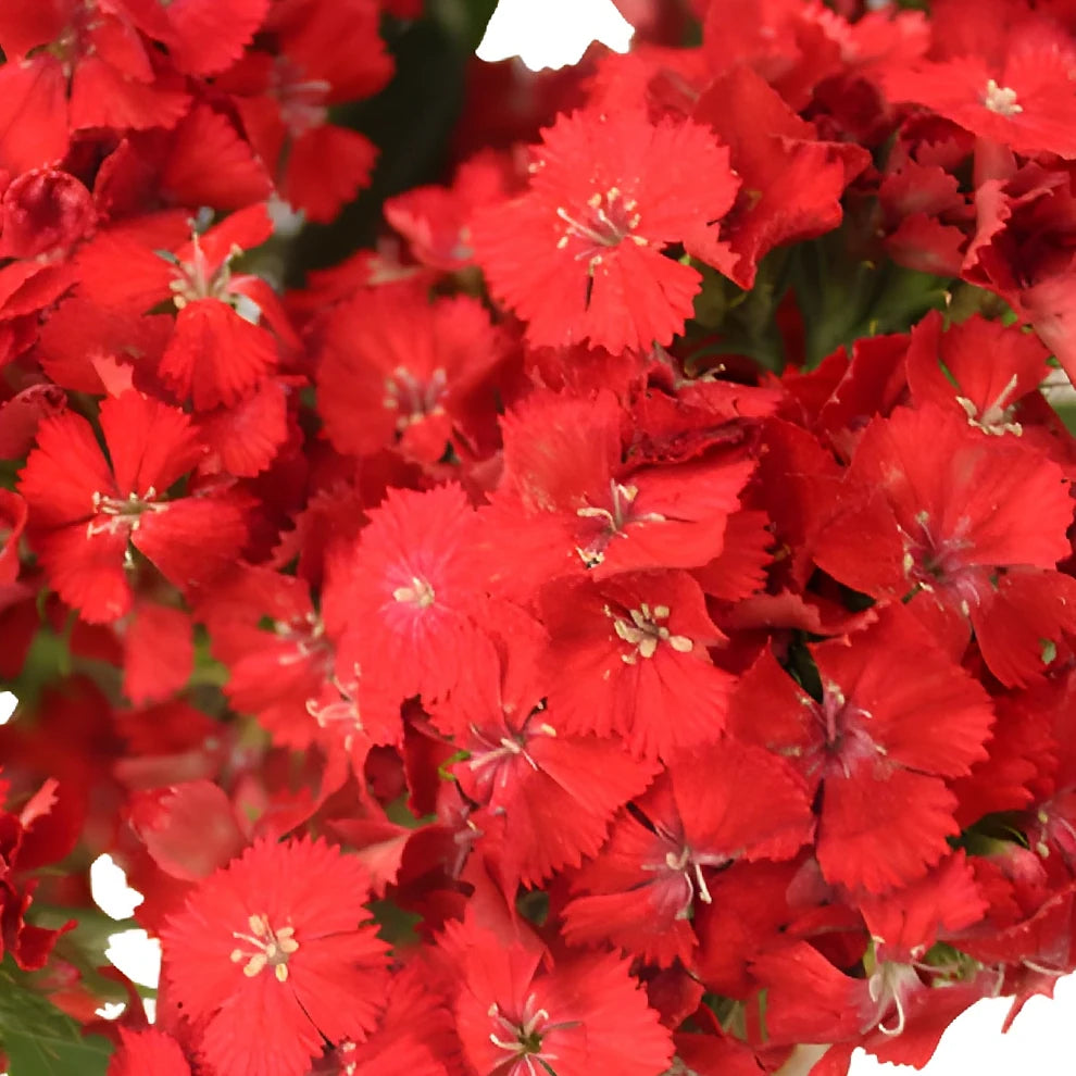Sweet W. Red Dianthus - alternative 2