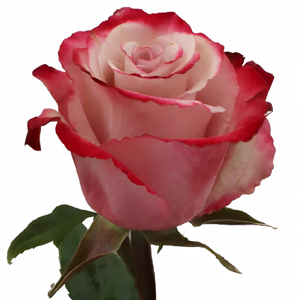 Sweetberry Roses Standard - alternative 1