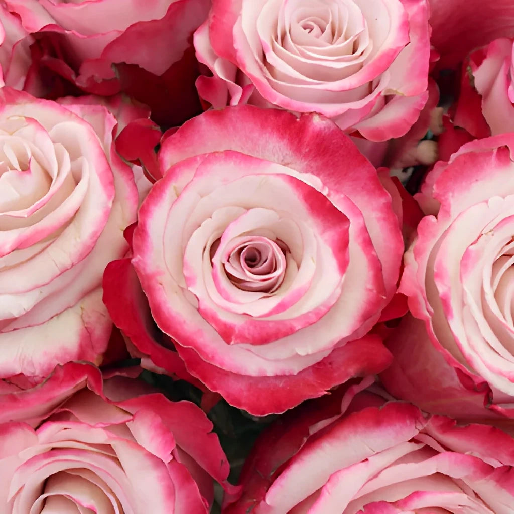 Sweetberry Roses Standard - alternative 2