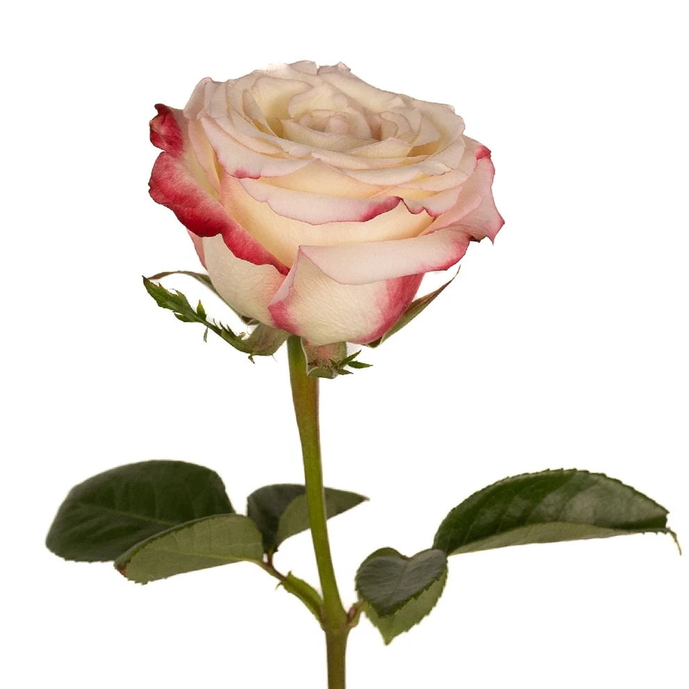 Sweetness Roses Standard - alternative 2