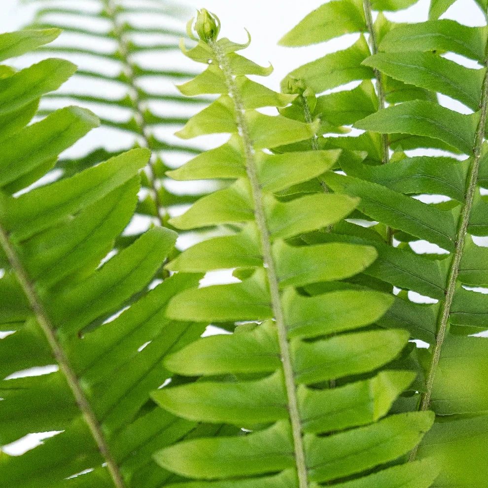 Sword Fern Greenery - main