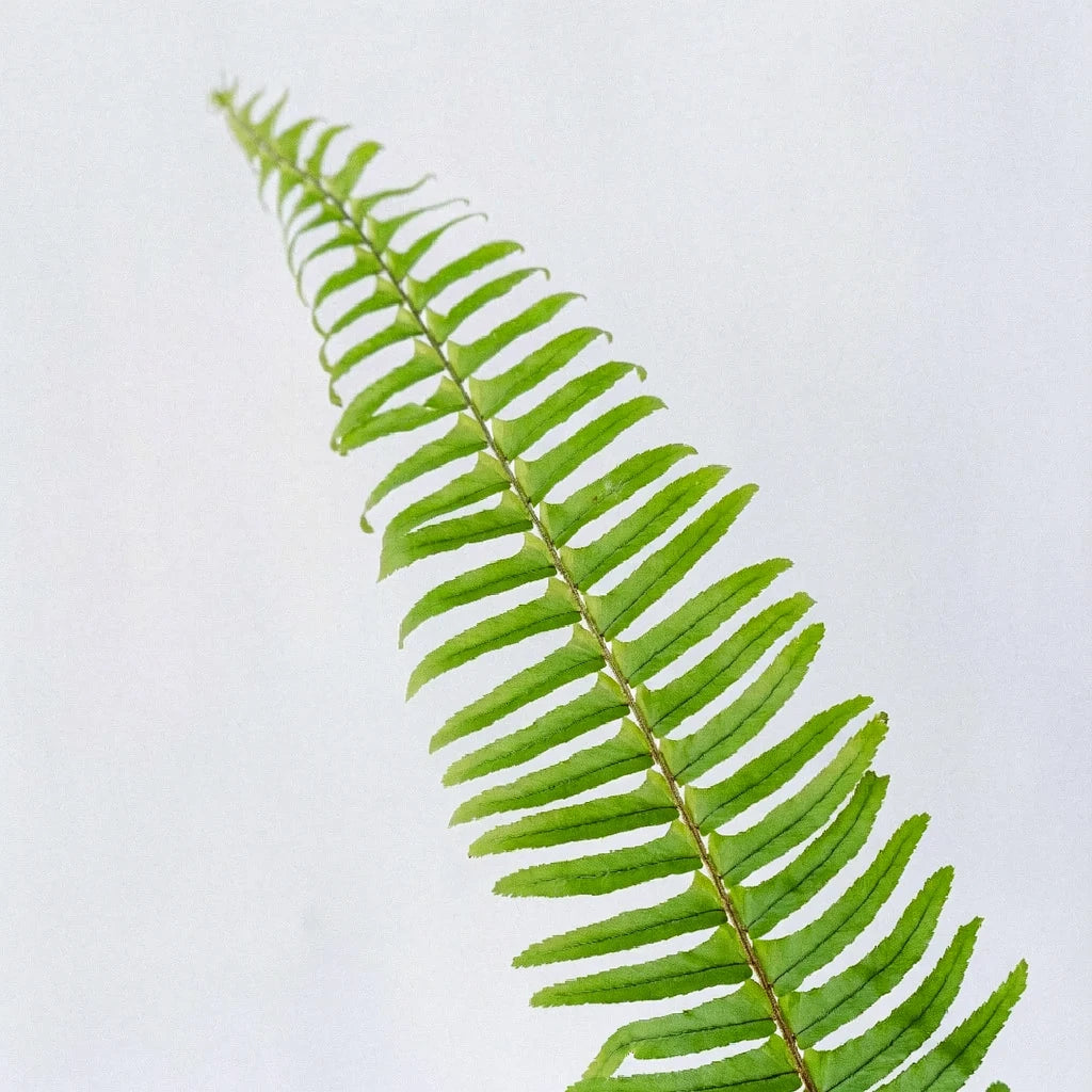 Sword Fern Greenery - alternative 2