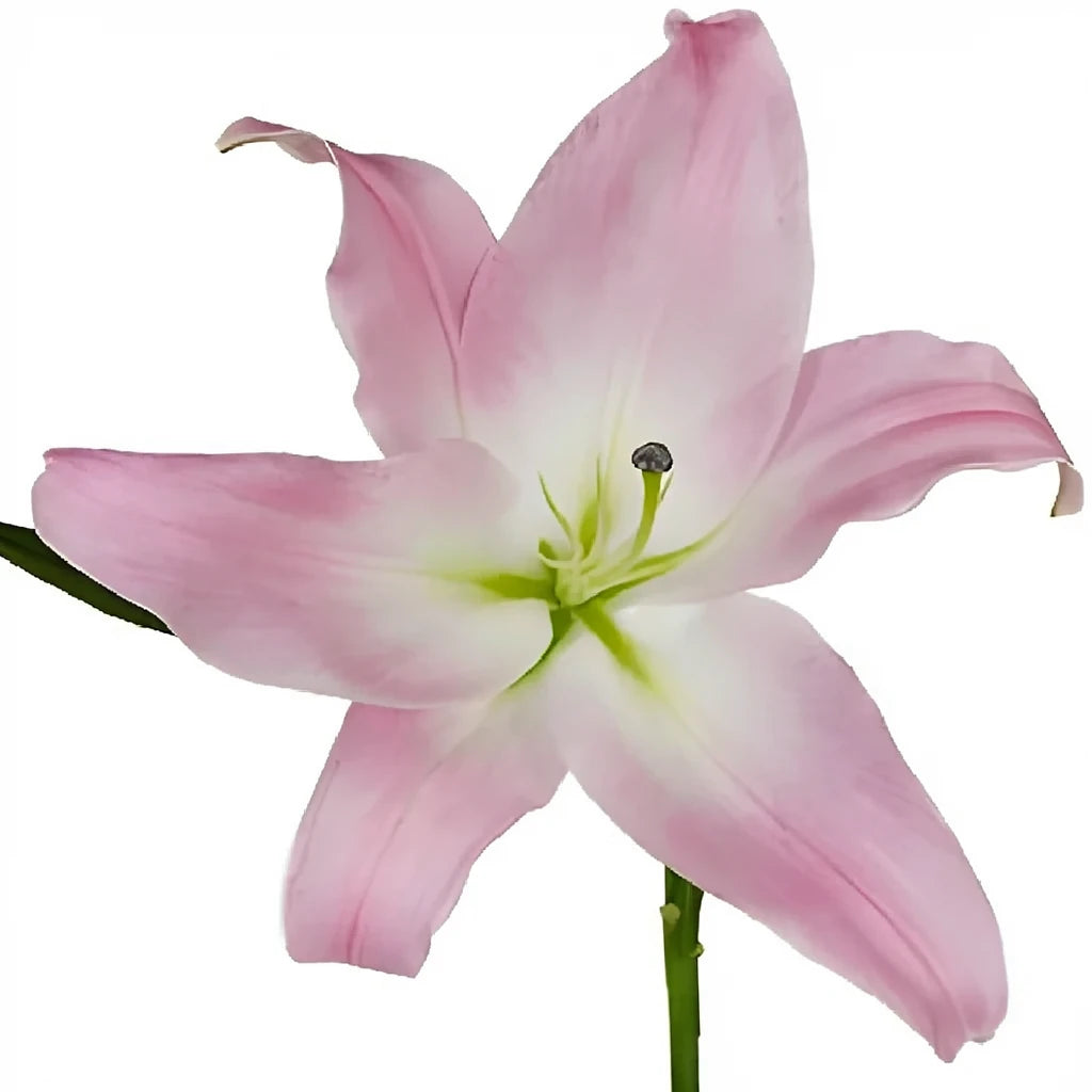 Table dance Lilies Oriental - main