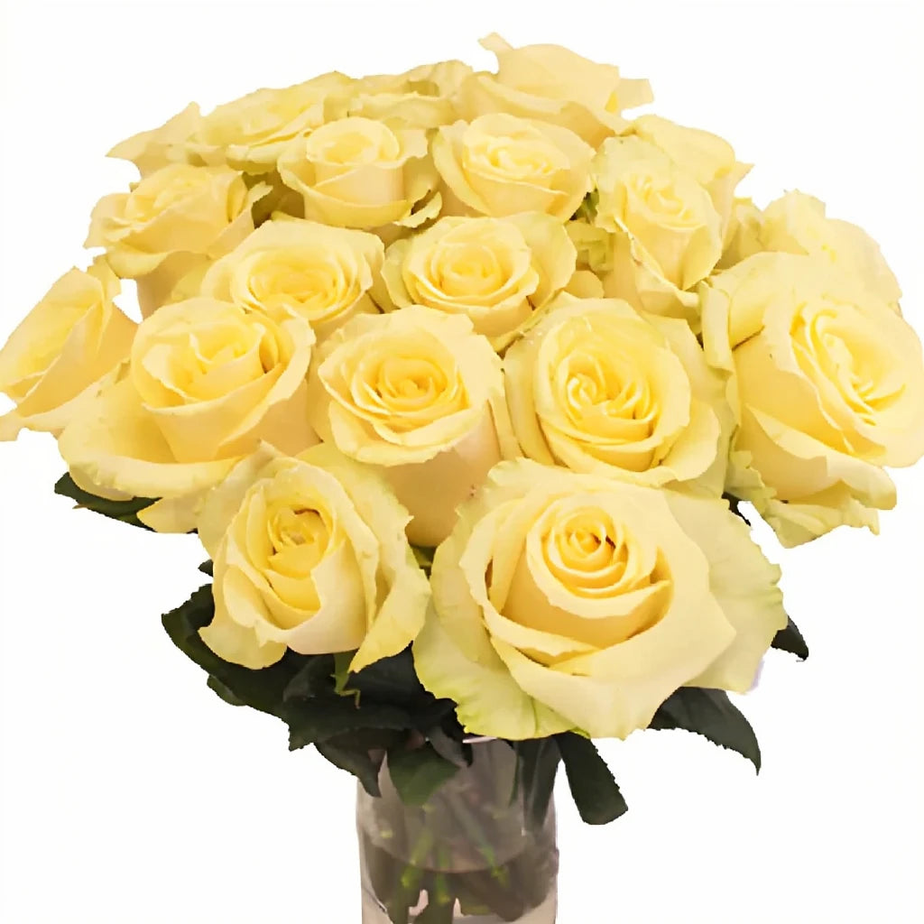 Takini Roses Standard - alternative 1