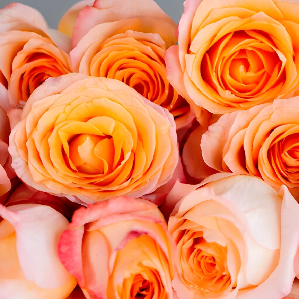 Coral Reef Roses Standard - alternative 4