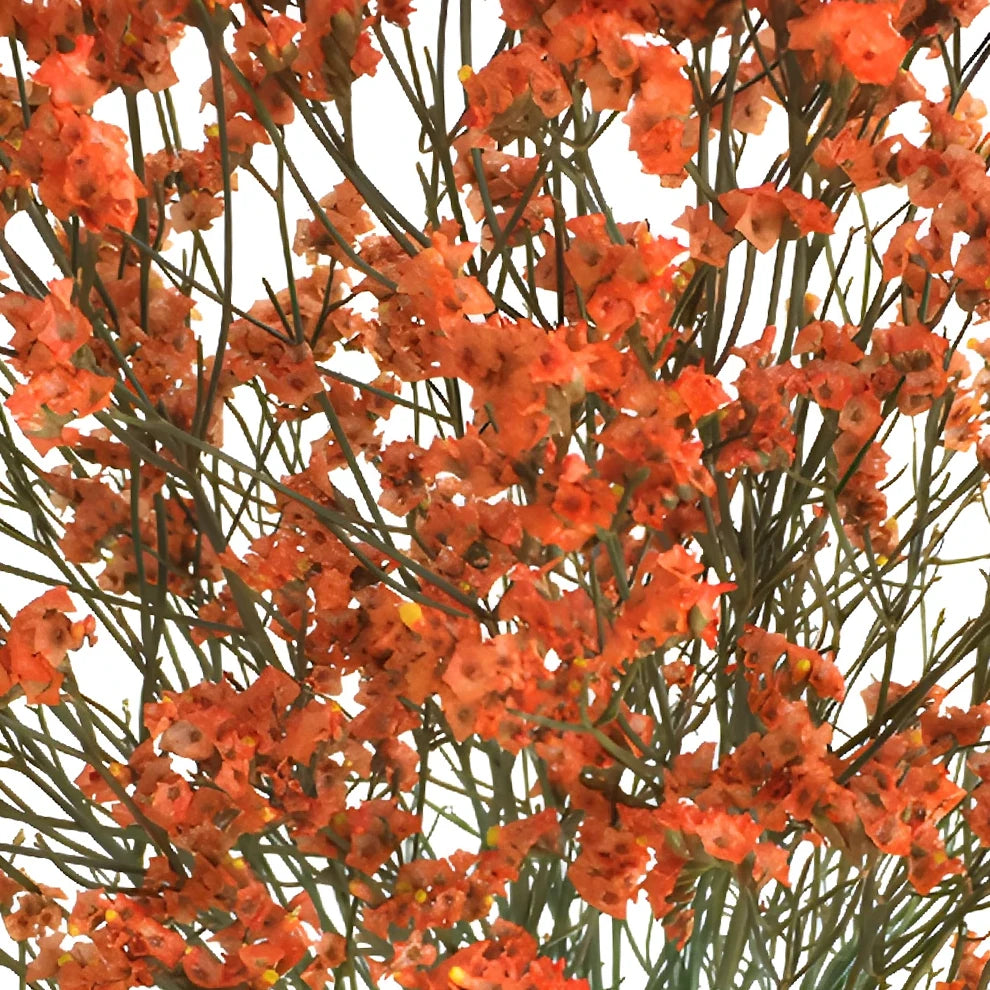 Tinted Limonium - Orange - alternative 1