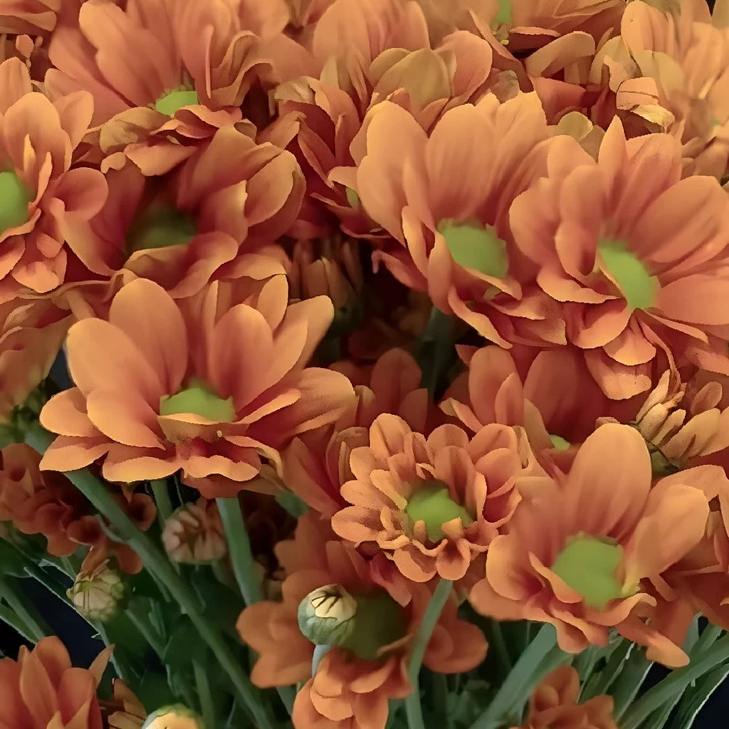 Managua Orange Pom Daisy - main