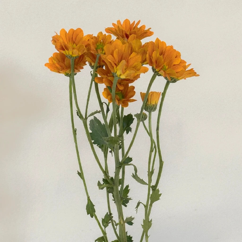 Managua Orange Pom Daisy - alternative 3