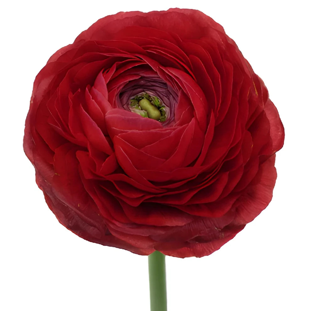 Red Ranunculus Cloony - main