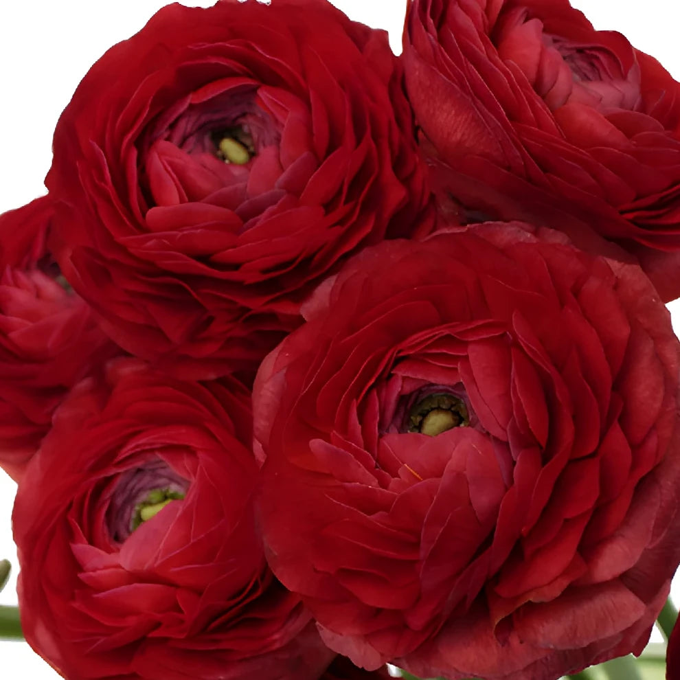 Red Ranunculus Cloony - alternative 2
