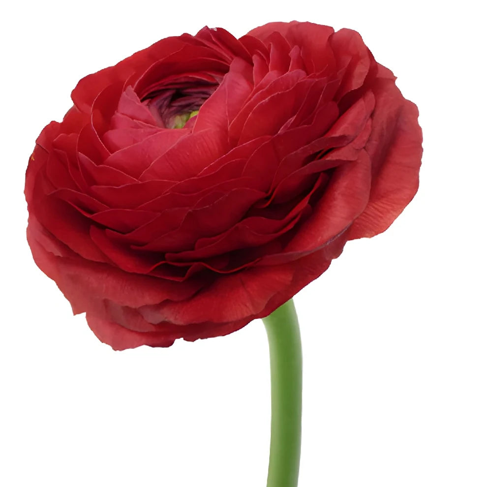 Red Ranunculus Cloony - alternative 3