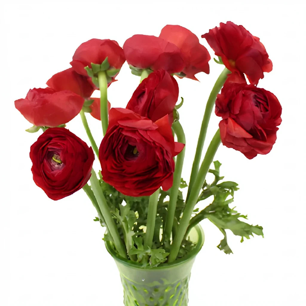 Red Ranunculus Cloony - alternative 1