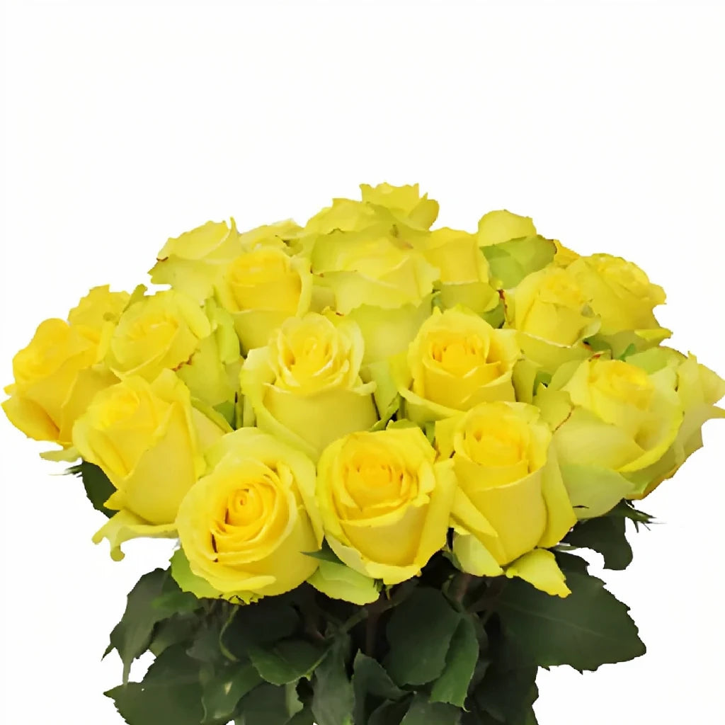 Tara Roses Standard - alternative 3
