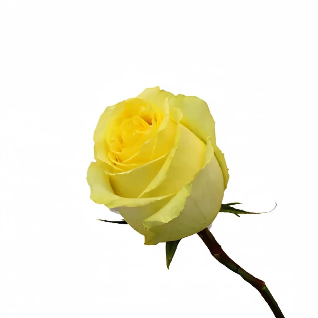 Tara Roses Standard - main