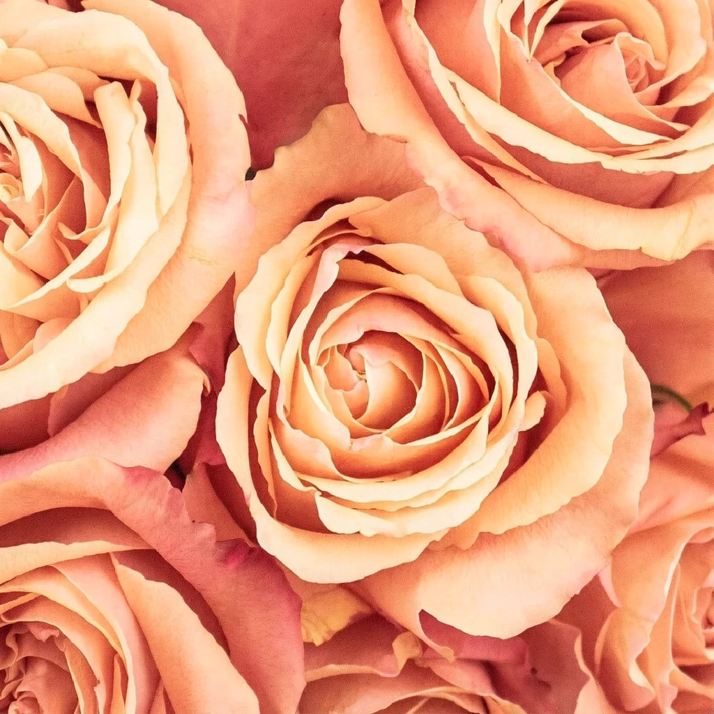 Taxo Roses Standard - alternative 1