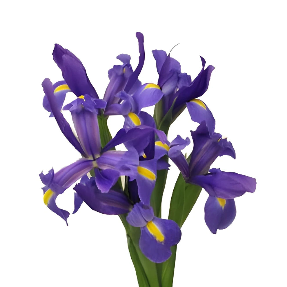 Blue Iris - main