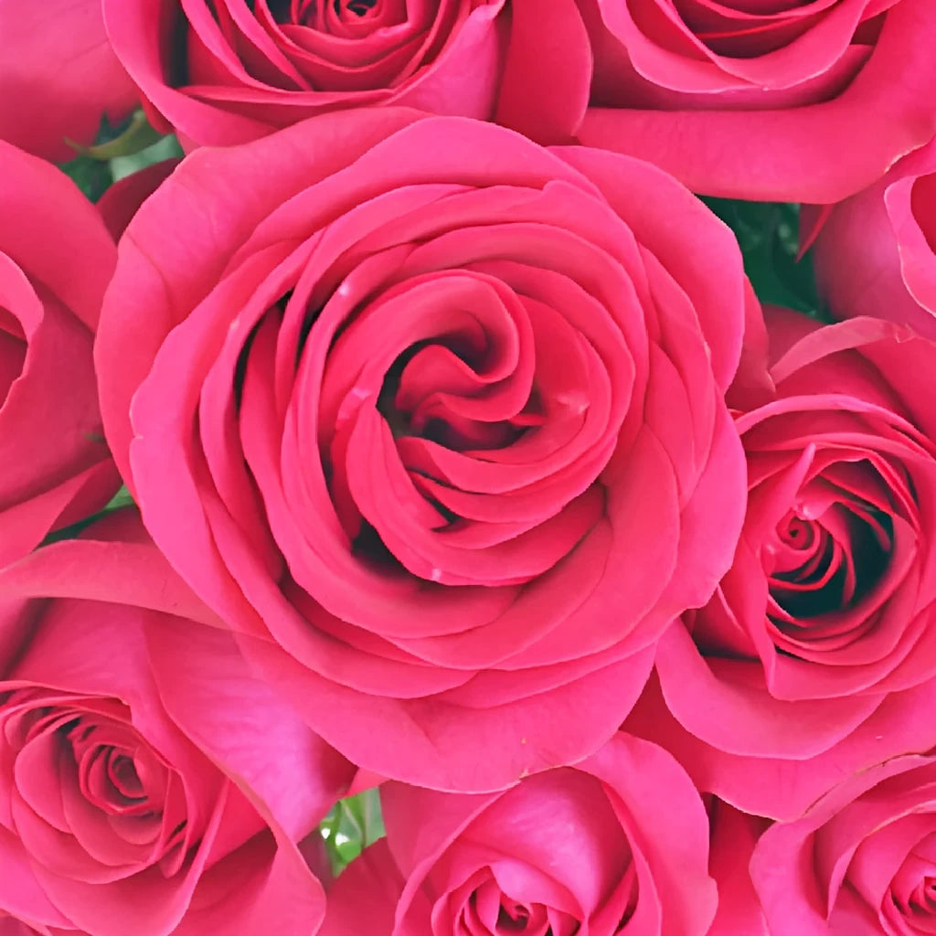 Tenerife Roses Standard - alternative 2
