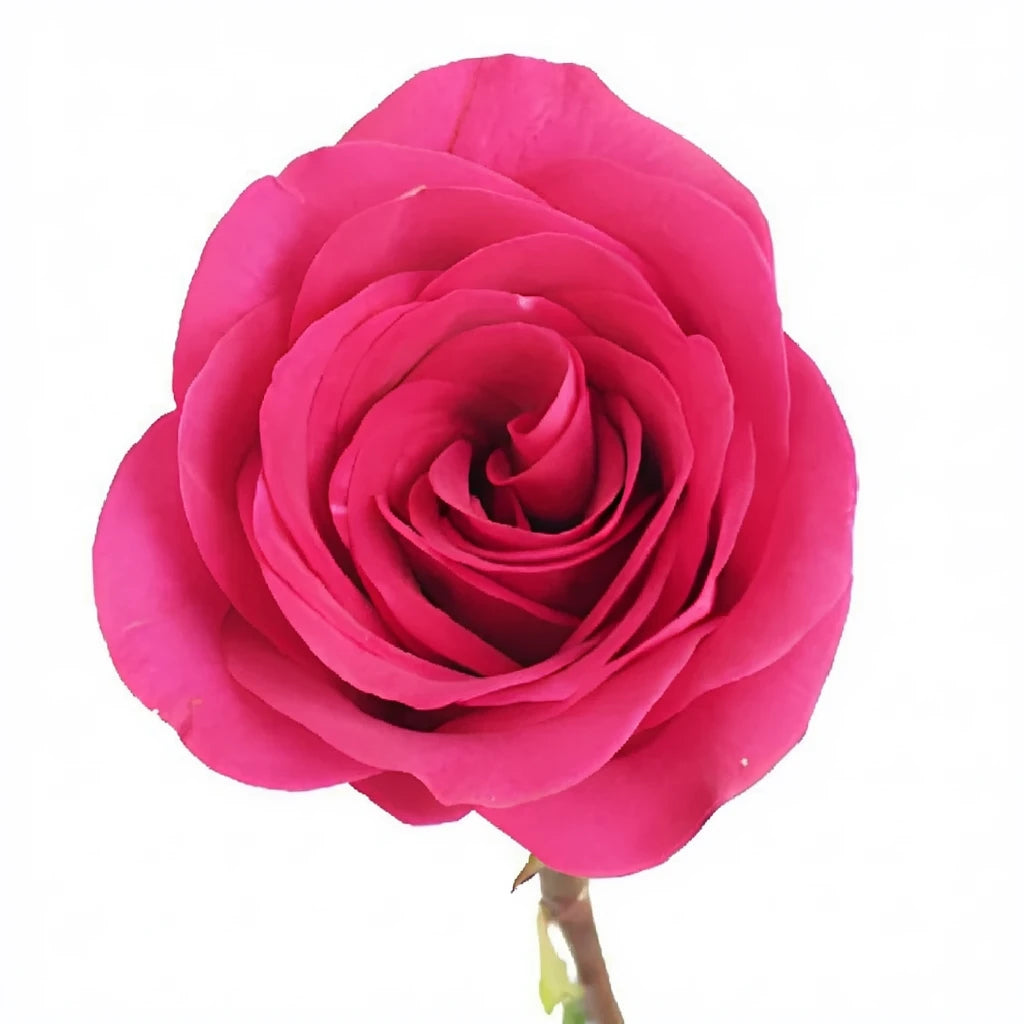 Tenerife Roses Standard - main