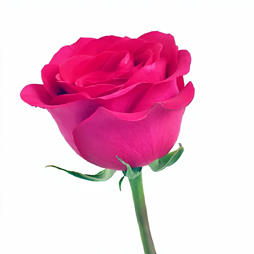Tenerife Roses Standard - alternative 3