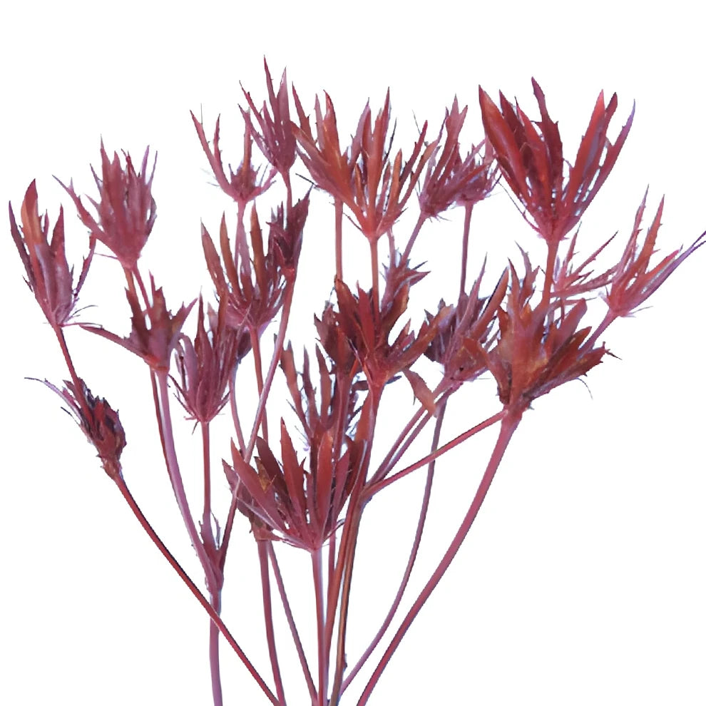 Tinted Red Thistle - alternative 1