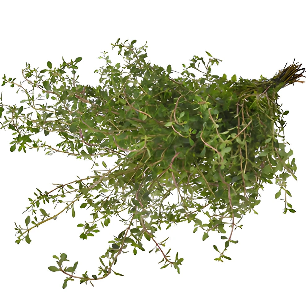 Thyme Greenery - alternative 2