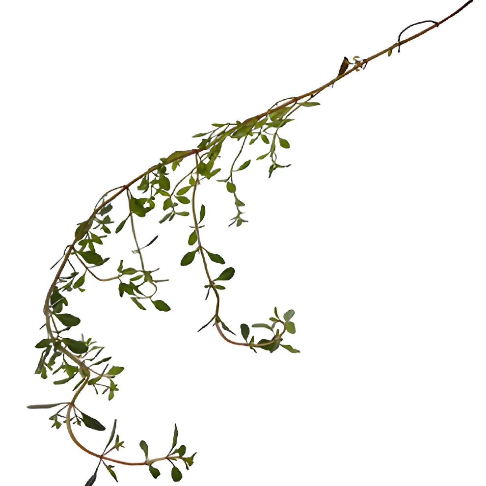 Thyme Greenery - main