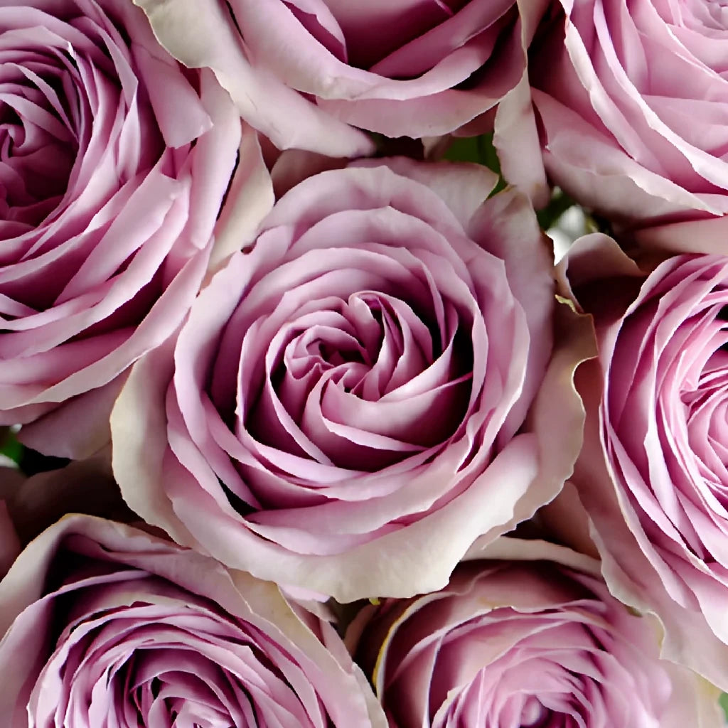 Tiara Roses Standard - main