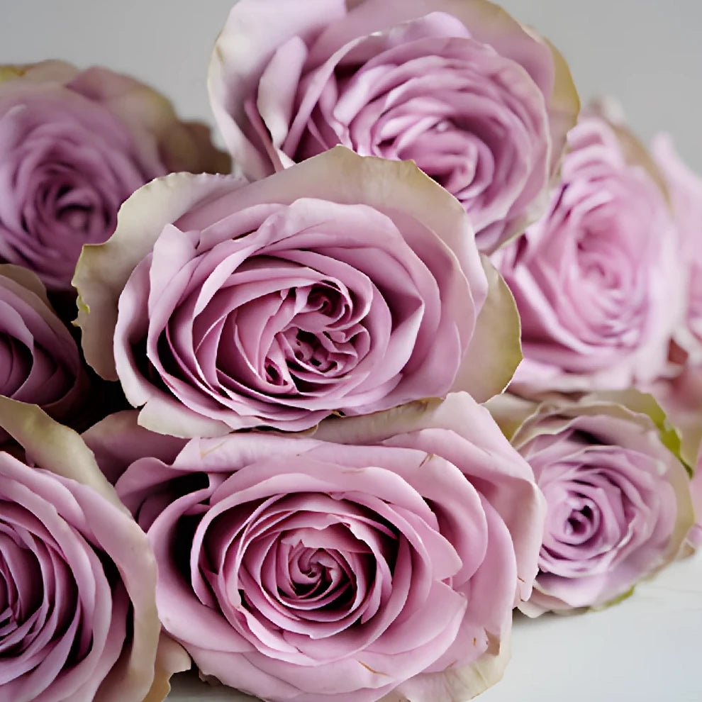 Tiara Roses Standard - alternative 2