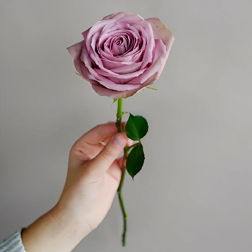 Tiara Roses Standard - alternative 4
