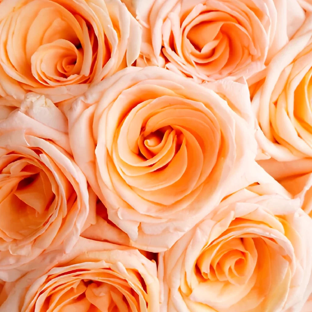 Tiffany Roses Standard - alternative 3