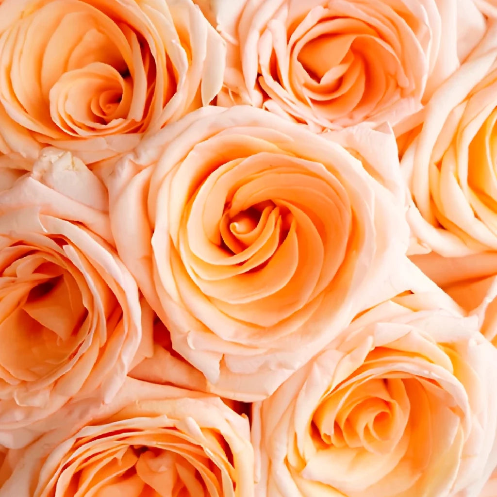 High & Honey Roses Standard - alternative 3