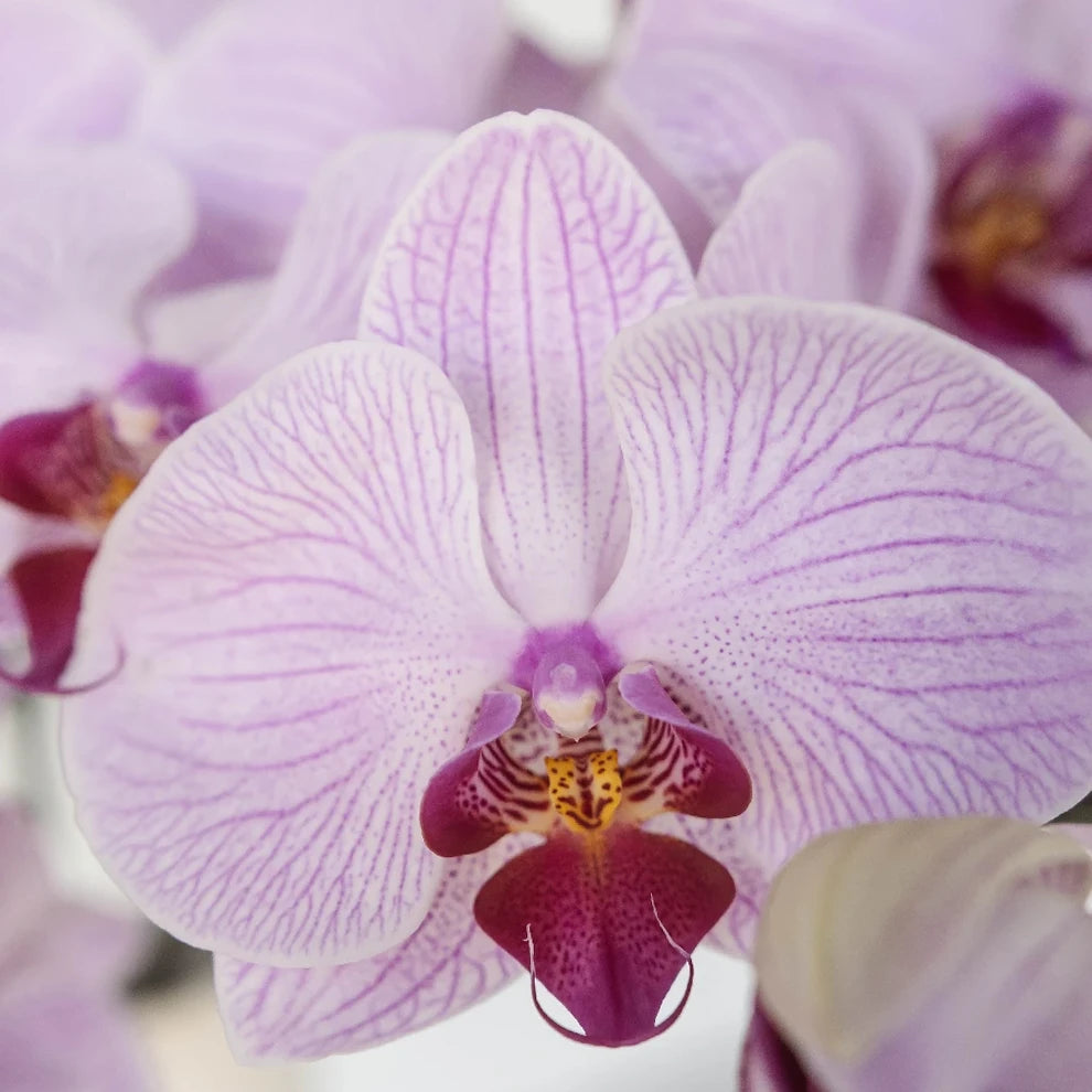 Tiger Striped Orchids Phalaenopsis - alternative 2