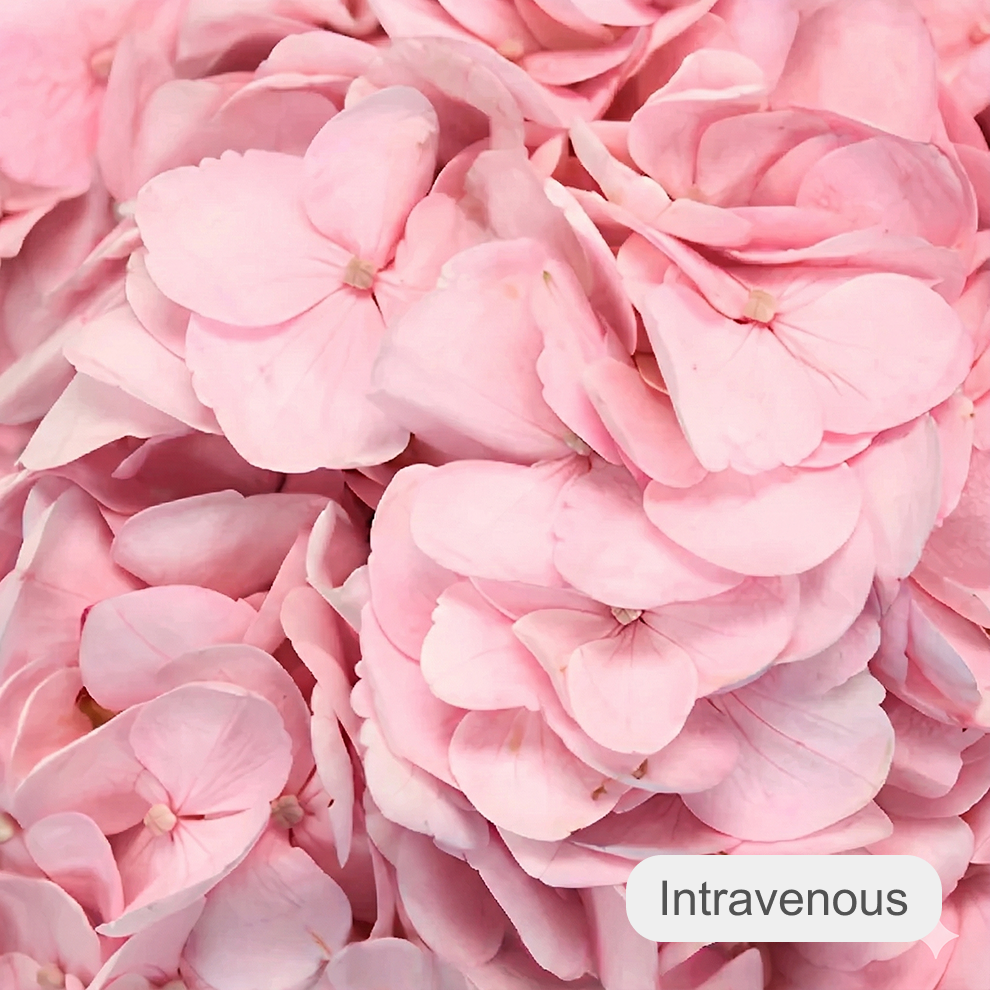 Tinted Hydrangeas - alternative 1