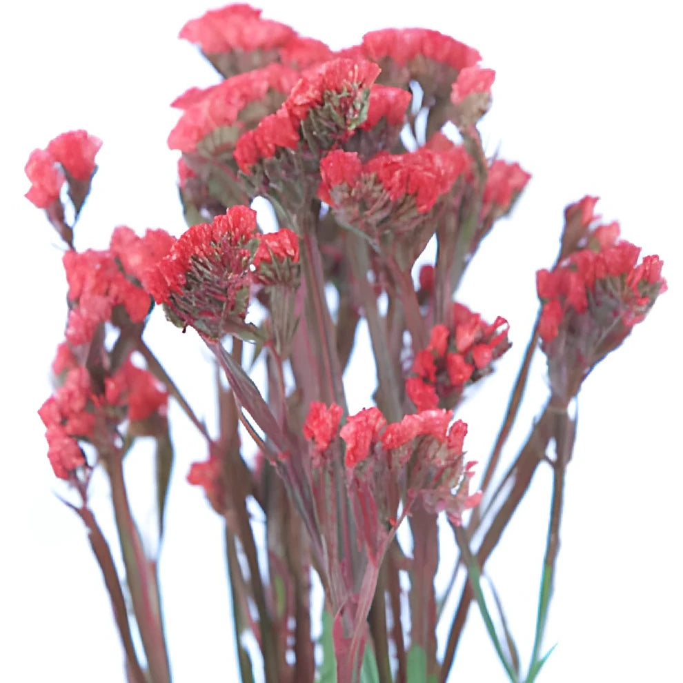 Tinted Red Statice - main