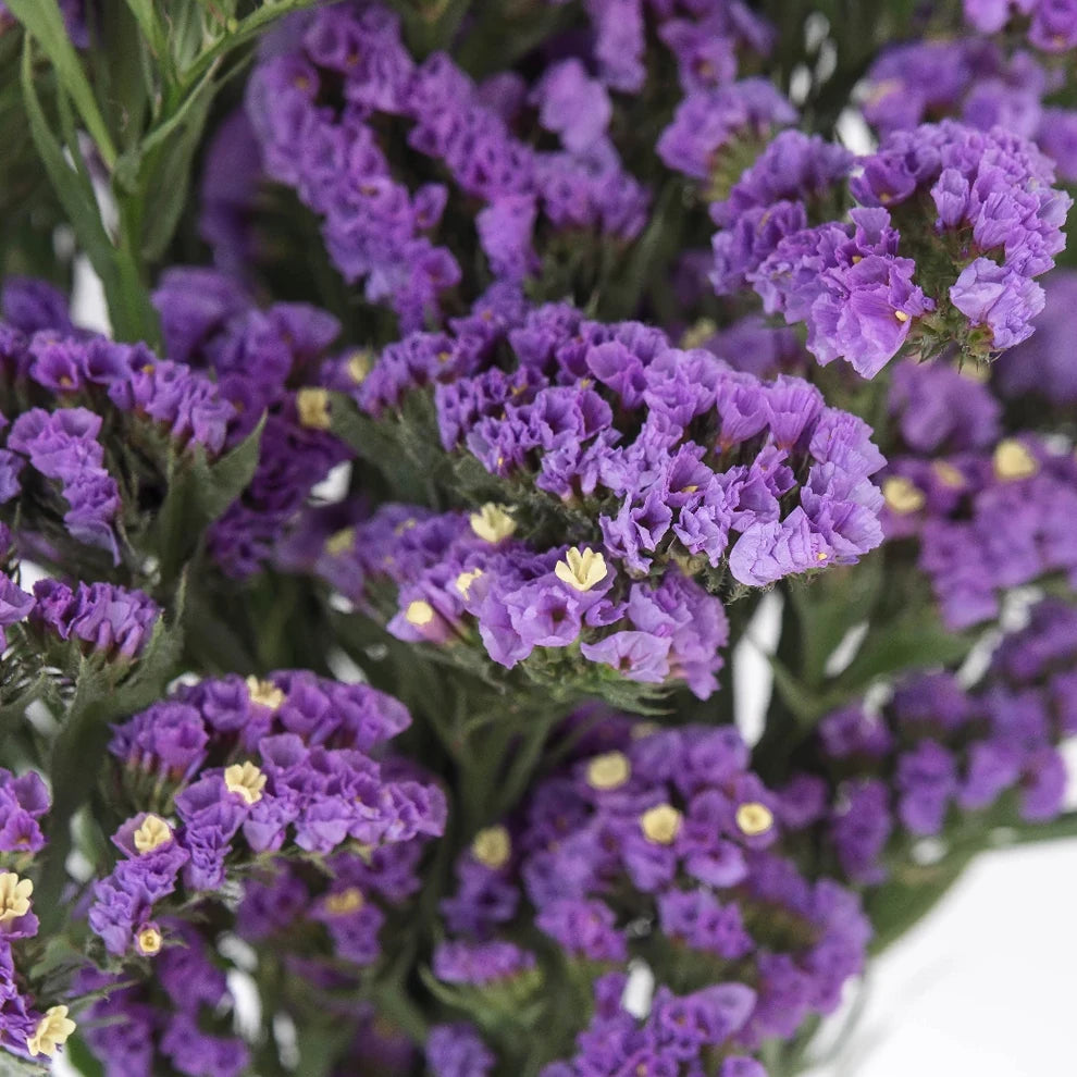 Lavender Statice - alternative 1