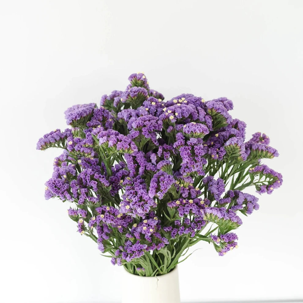 Lavender Statice - main