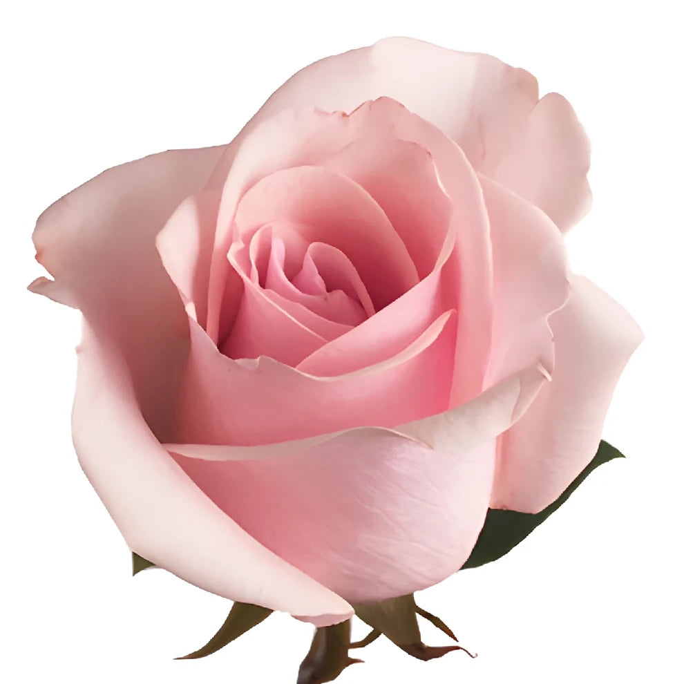 Titanic Roses Standard - alternative 1