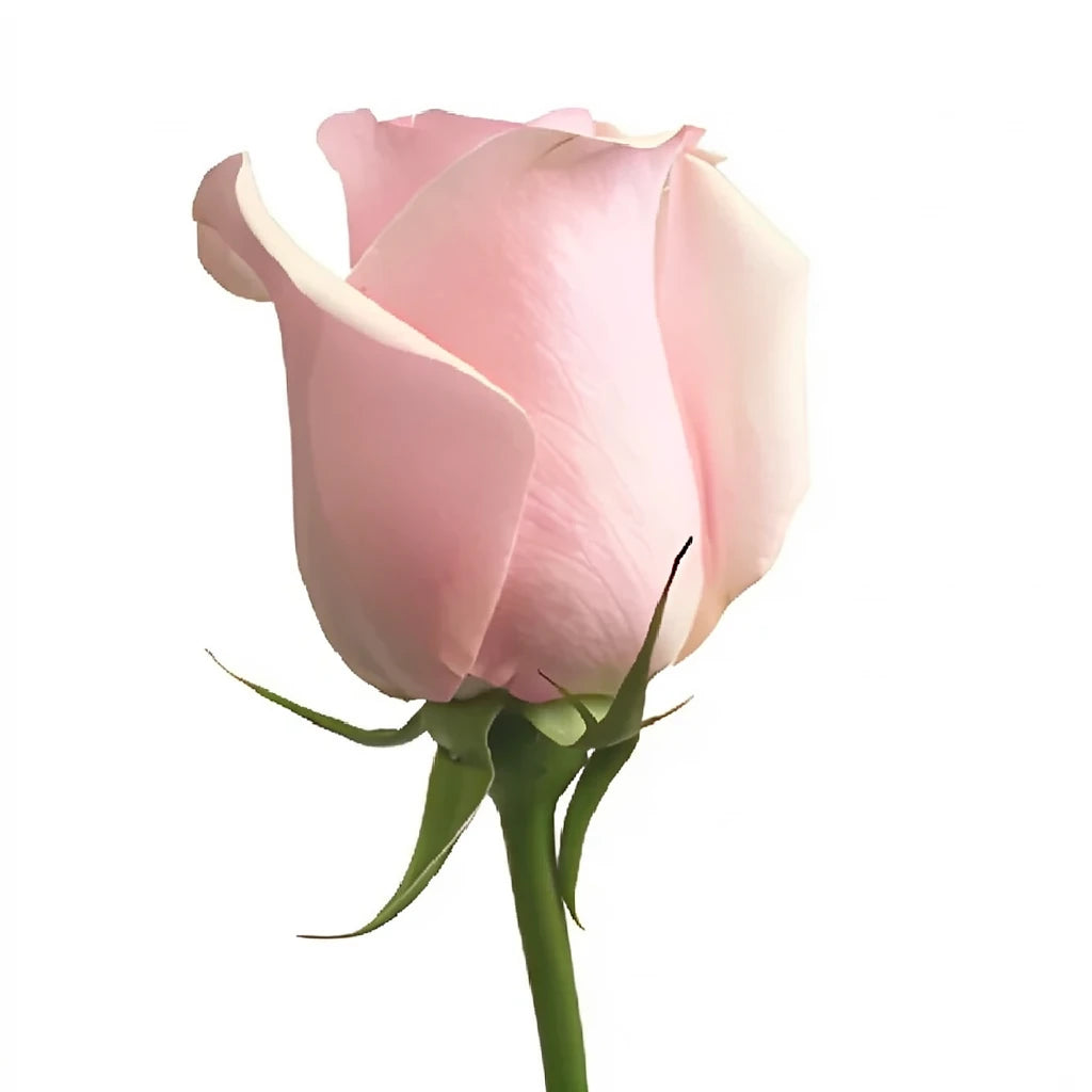 Titanic Roses Standard - main