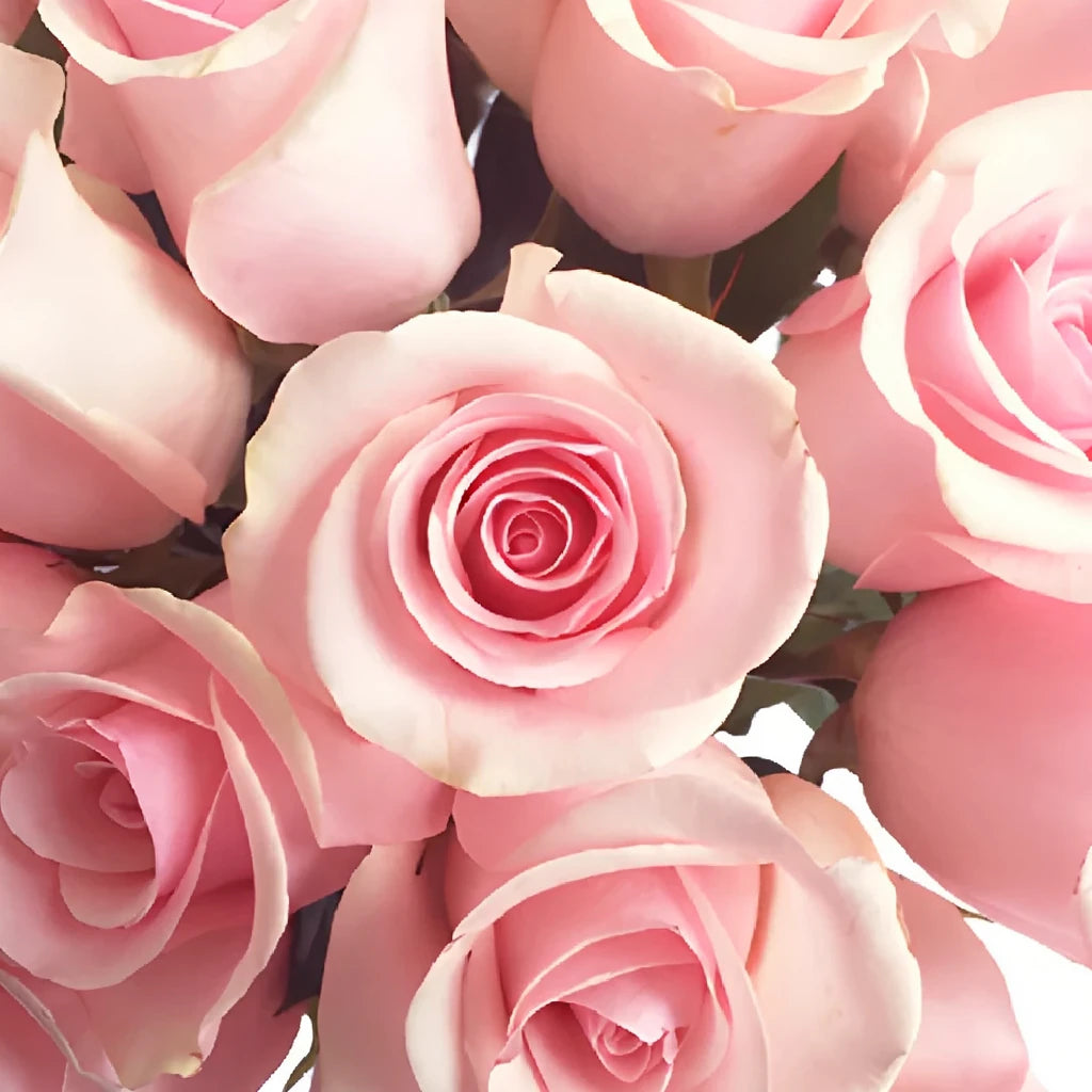 Titanic Roses Standard - alternative 3