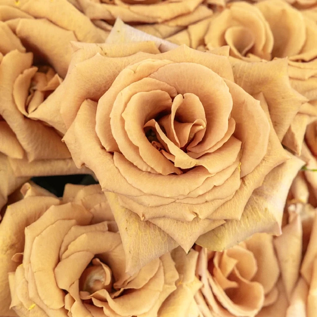 Toffee Roses Standard - main