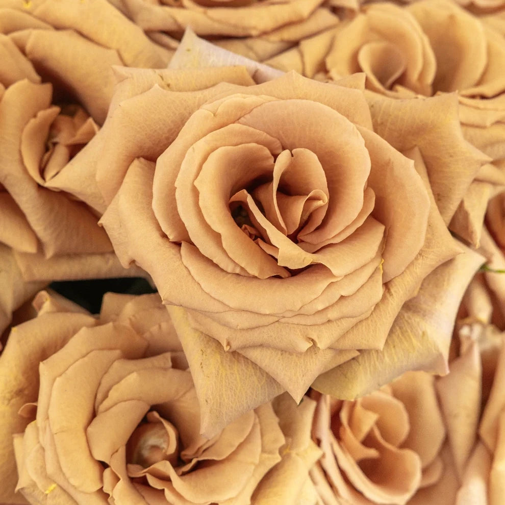 Bronze Toffee Roses Standard - main
