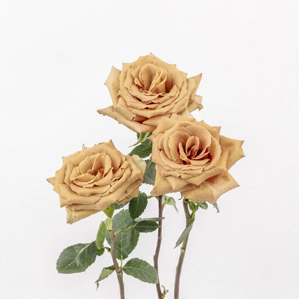 Toffee Roses Standard - alternative 2