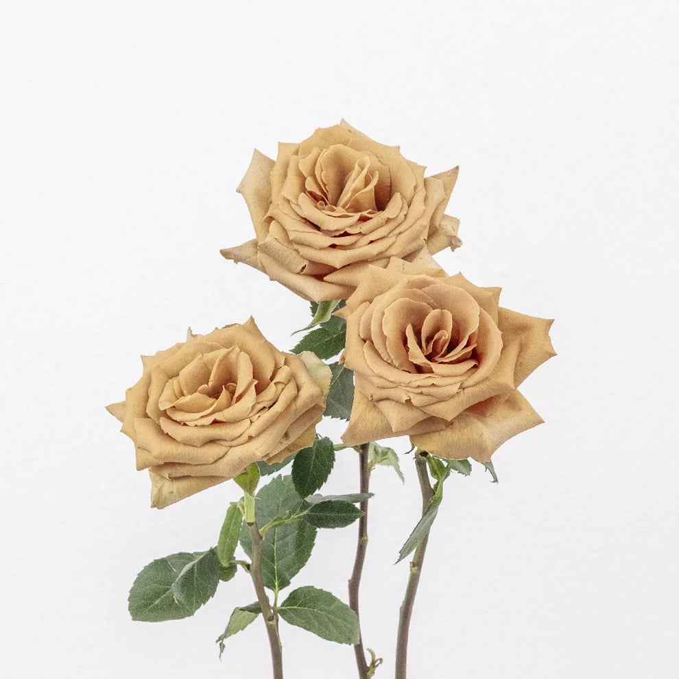 Bronze Toffee Roses Standard - alternative 2