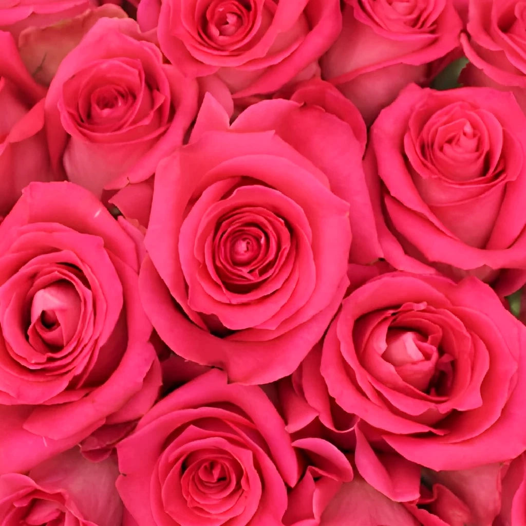 Wild Topaz Roses Standard - main